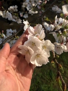 渚 みどり