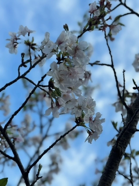 みうむ