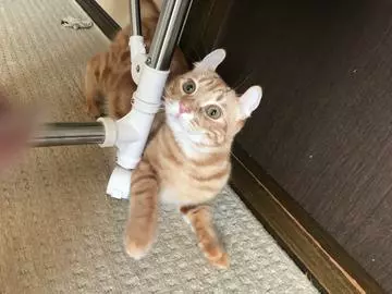 結城 さえ