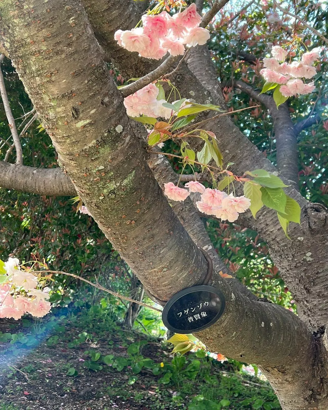藤本 祐子ママ