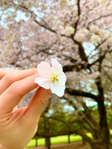 橘 美桜