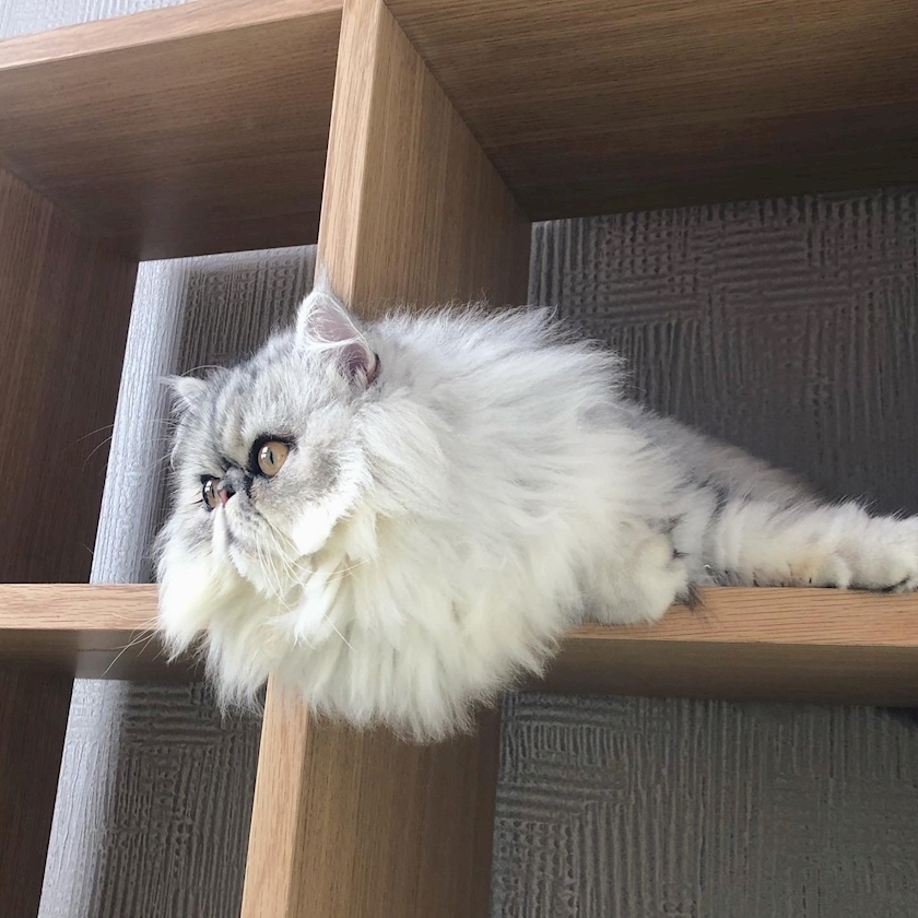 琶月 さな