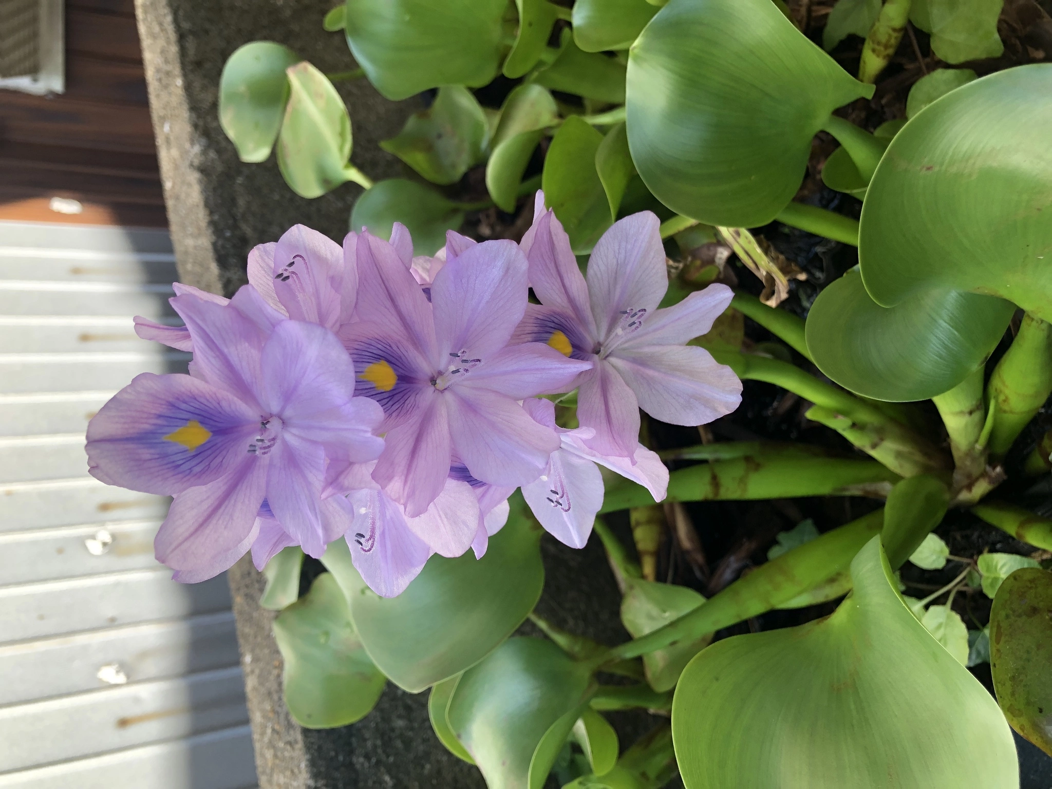 藤本 祐子ママ