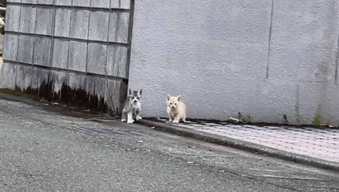 猫羽 のん