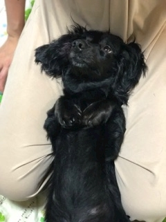 りえ