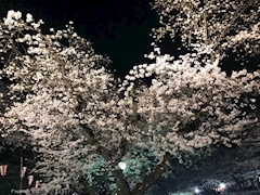 リオ