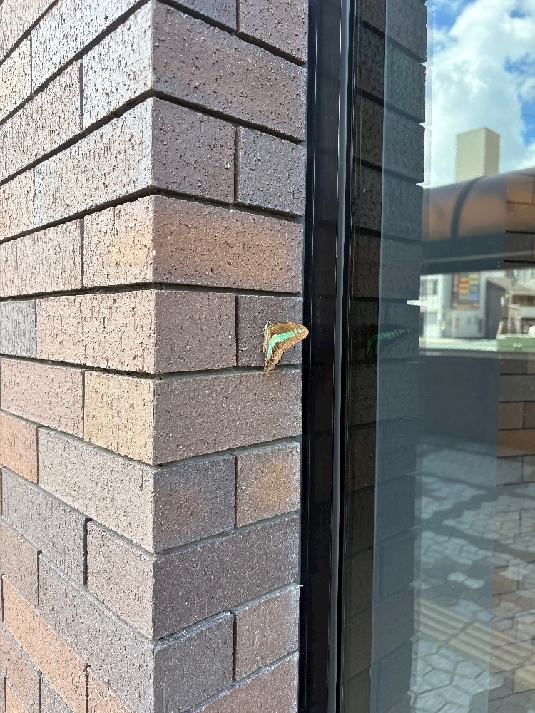 四宮 ねこ