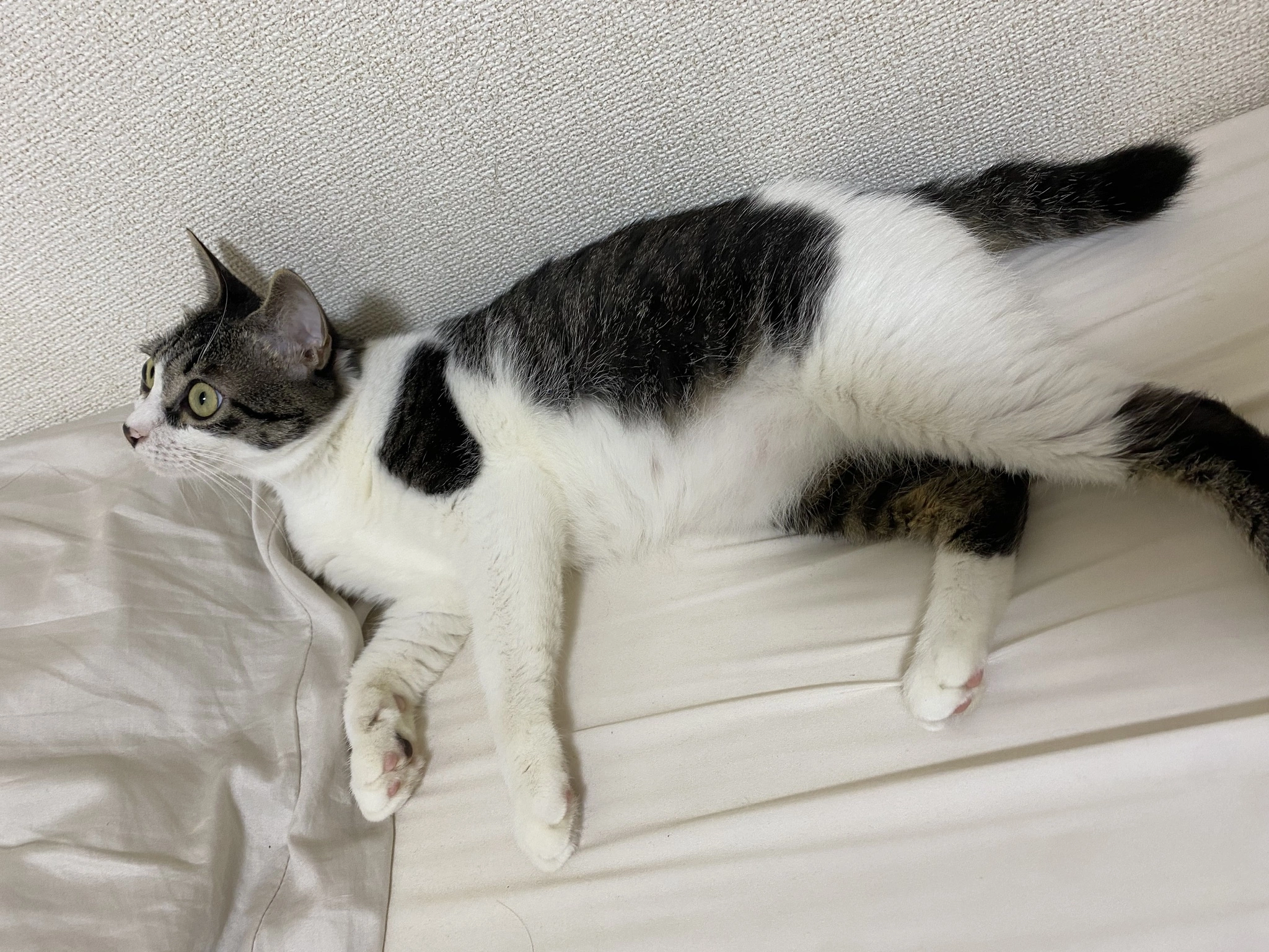 あきら