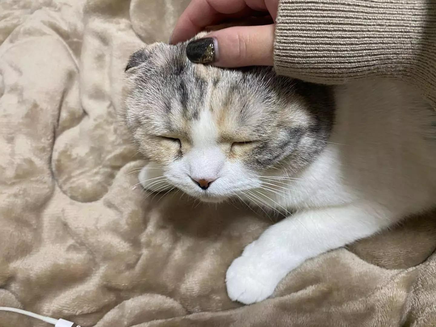 みつき