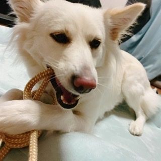 京 さゆみ
