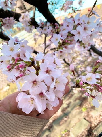 橘 美桜