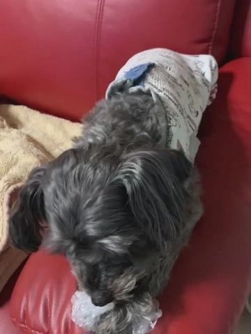 如月 凛