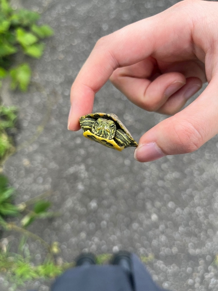 みくる