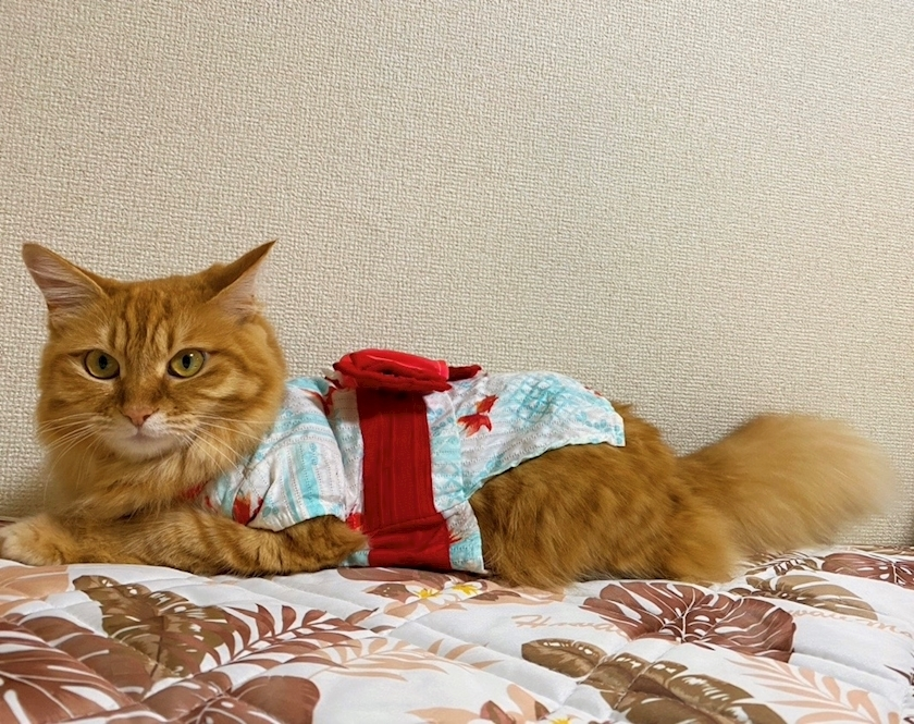 日向 夏南