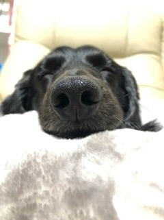 りえ