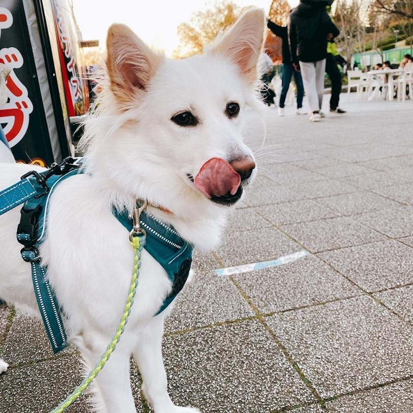 京 さゆみ