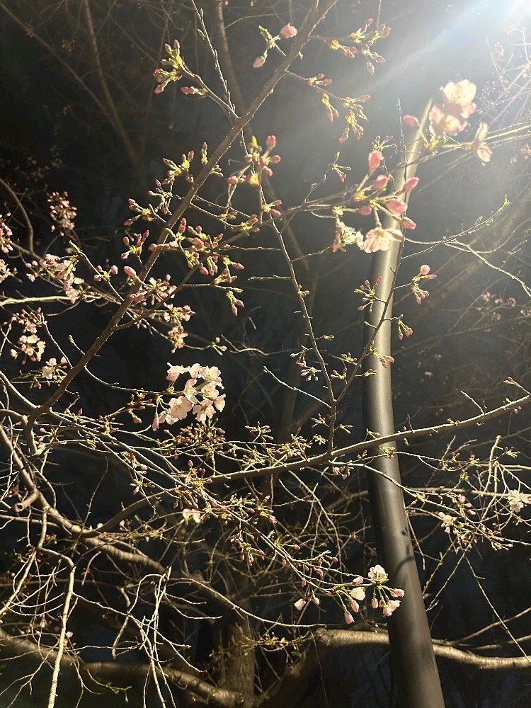 ほのか