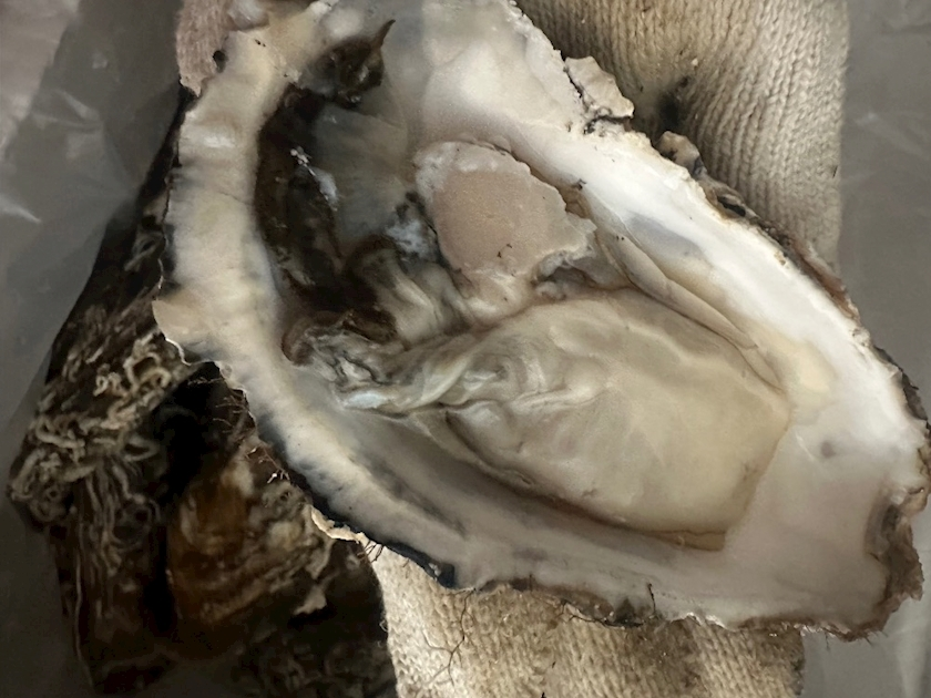 日向 茉莉