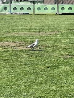 成海 まお