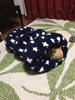 レミ