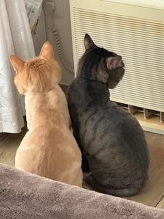 桐島 りゅう