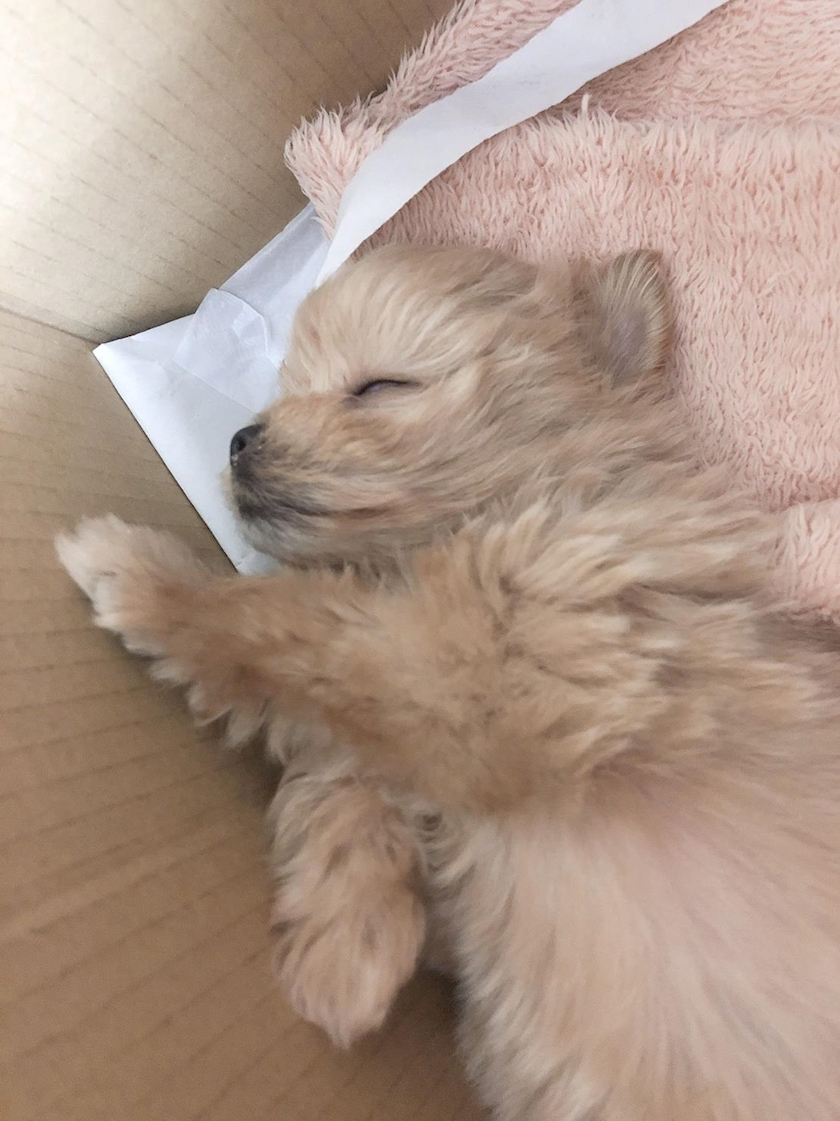 ミカ