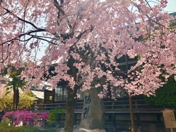 中野 かな