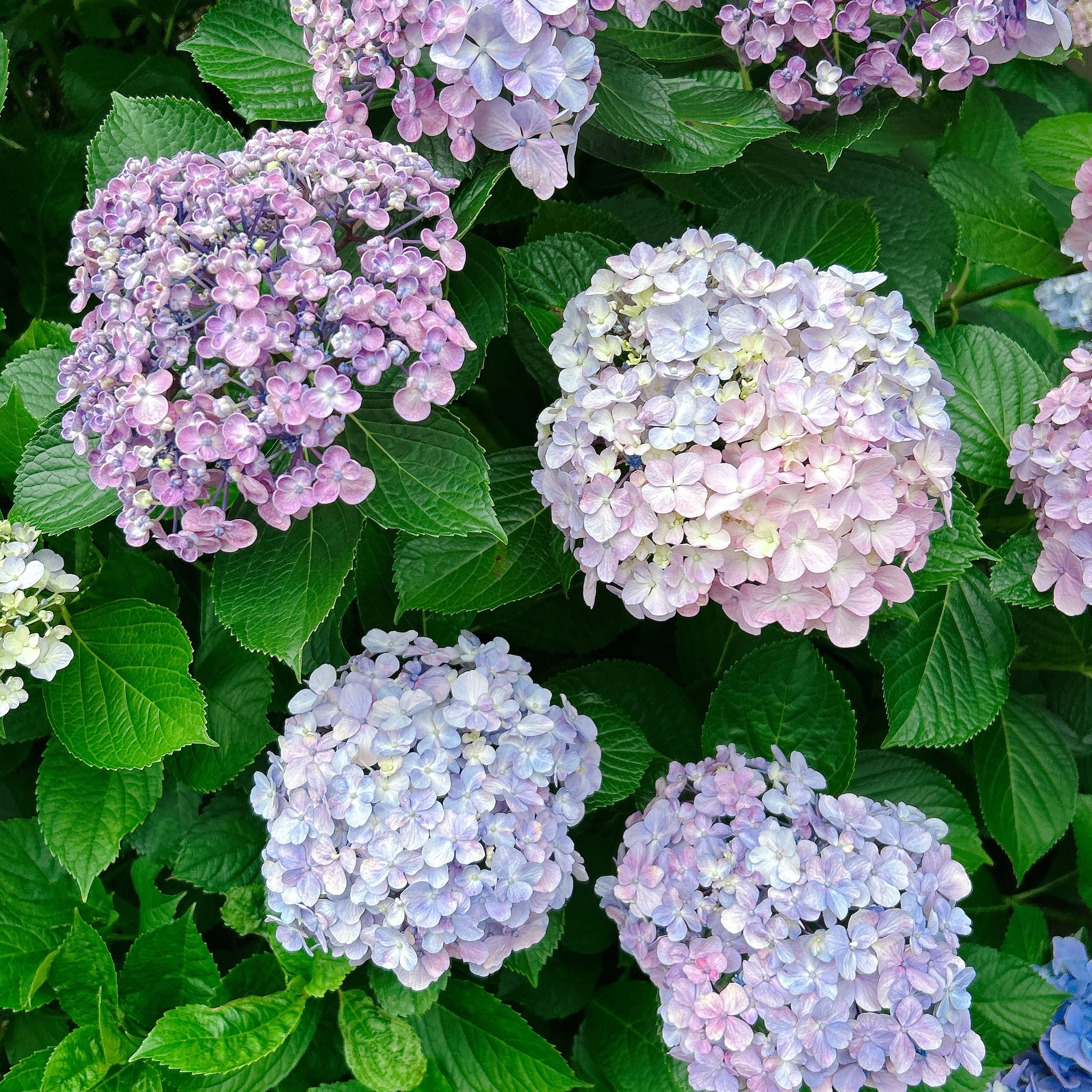 しずか