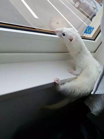 あや