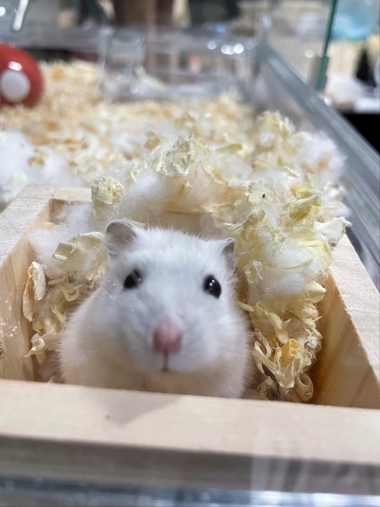 あんな