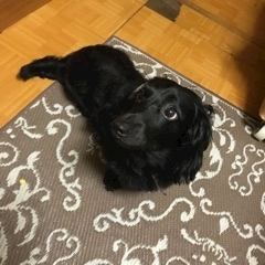 りえ