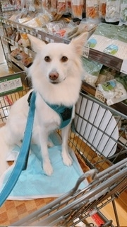 京 さゆみ