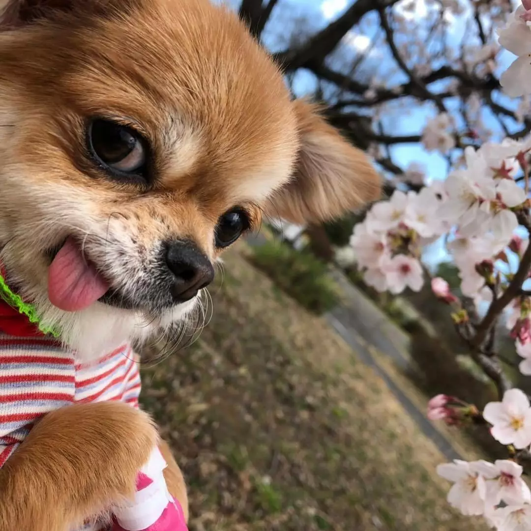 白雪 もも