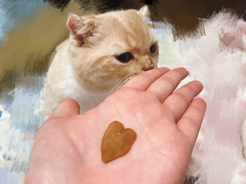 あおい