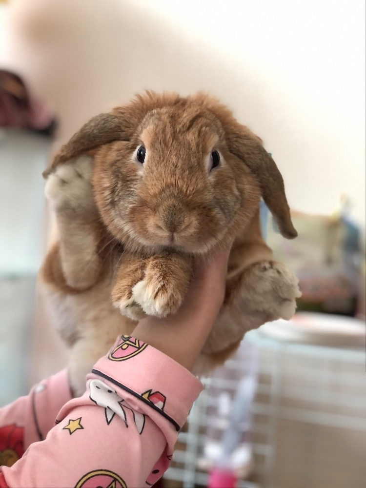 ハルカ