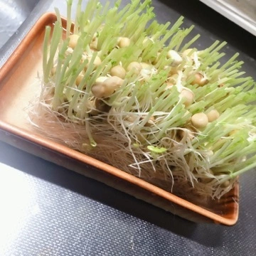 しほ