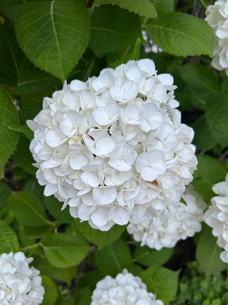 せな