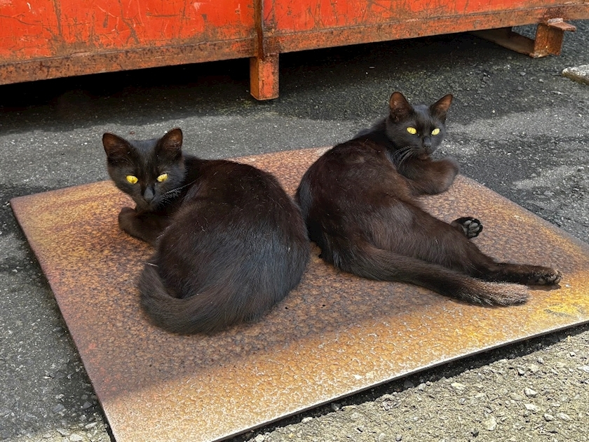 ほのか