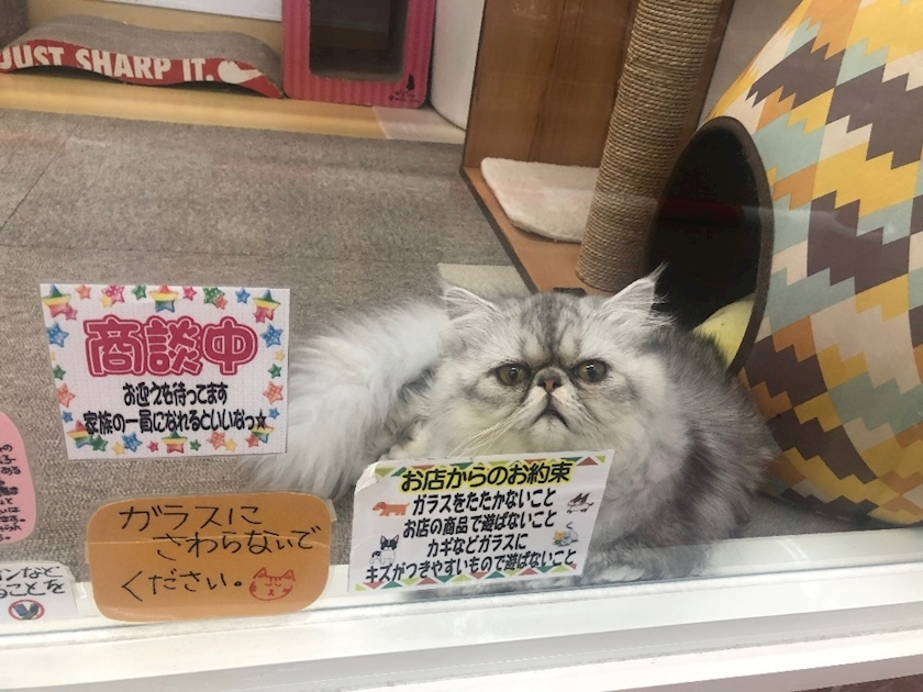 琶月 さな