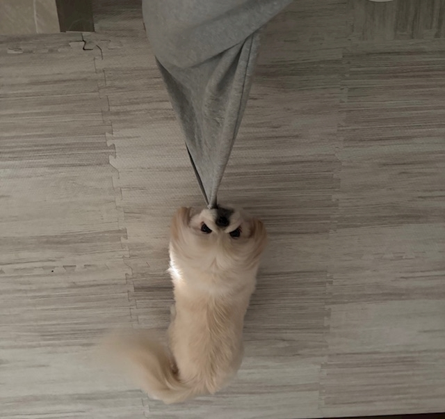 涼風 あき