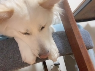 京 さゆみ