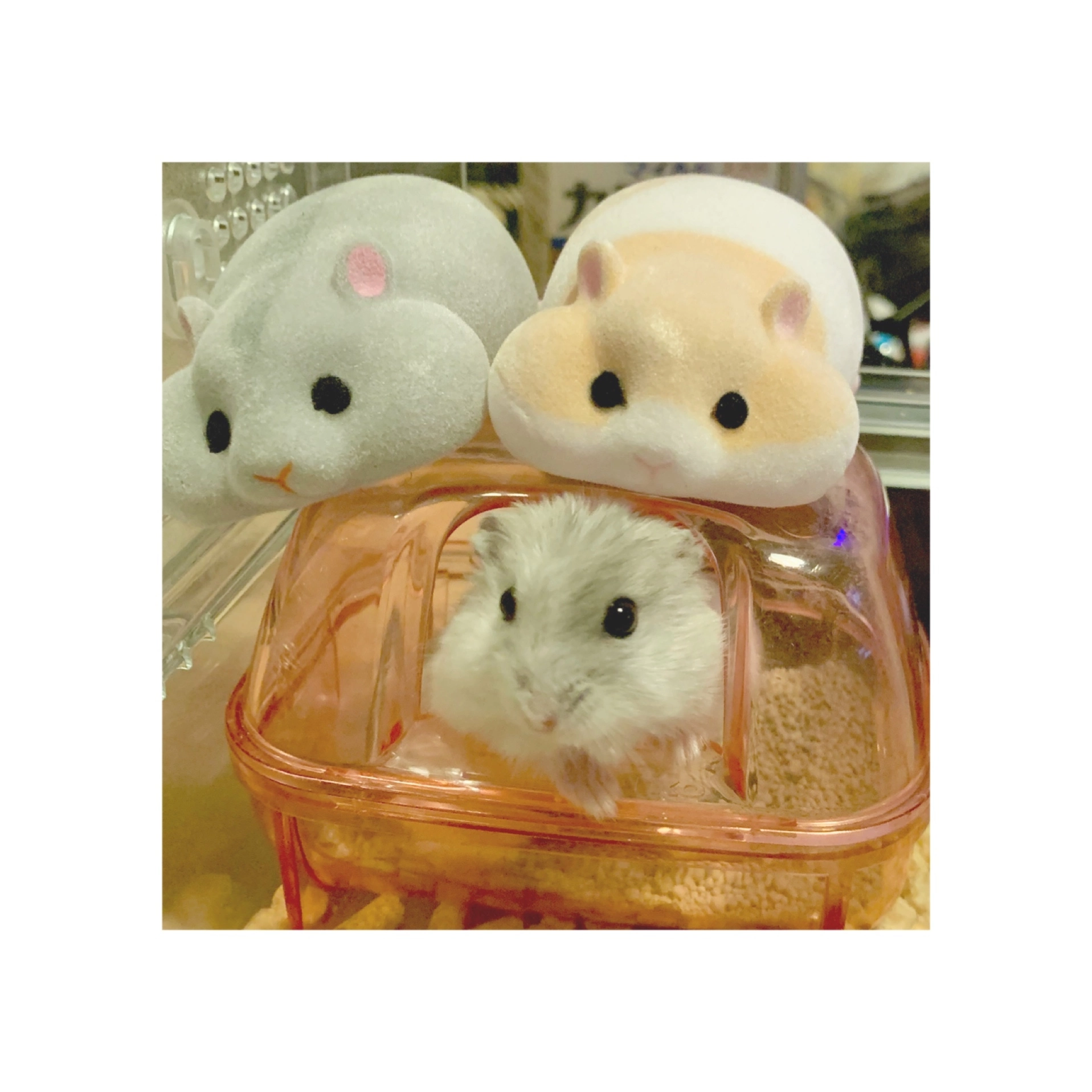 まゆ