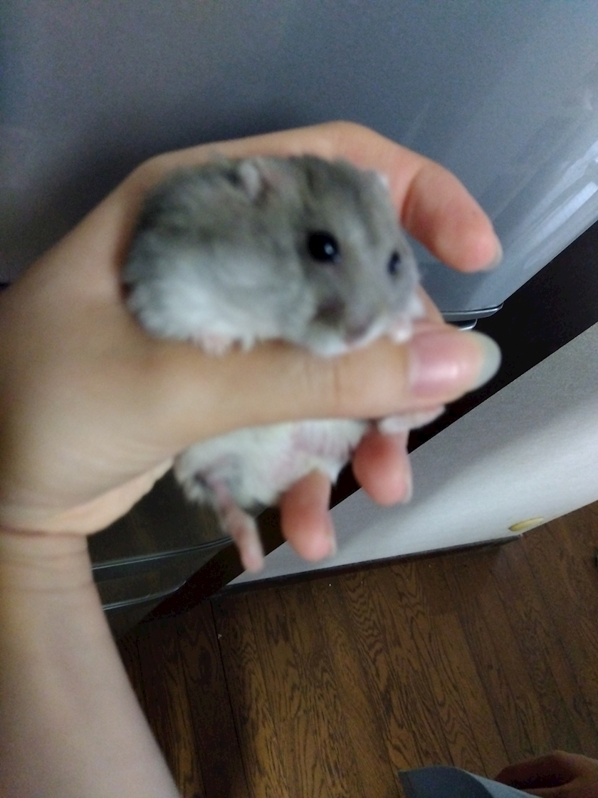 あやか