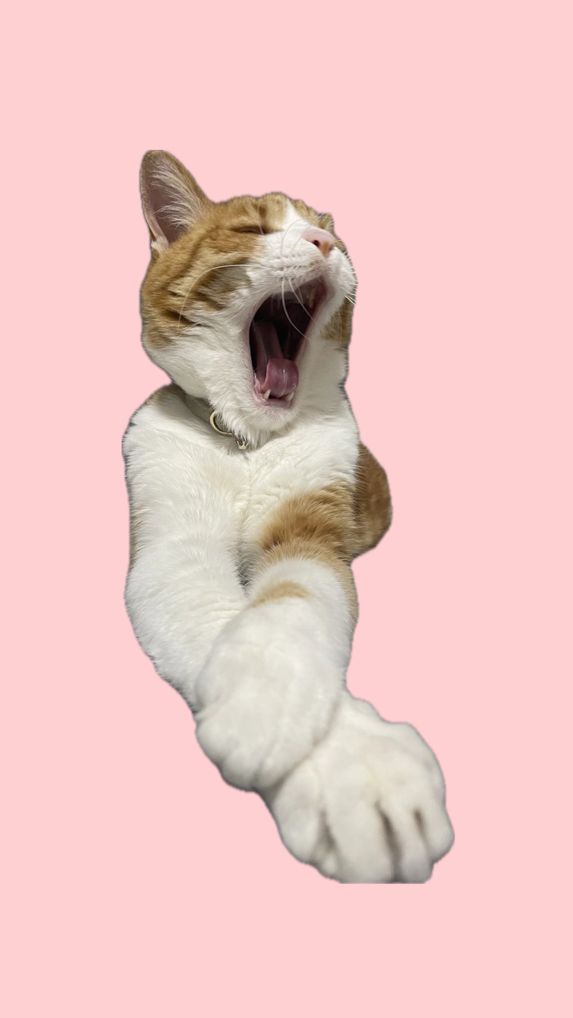 マホ