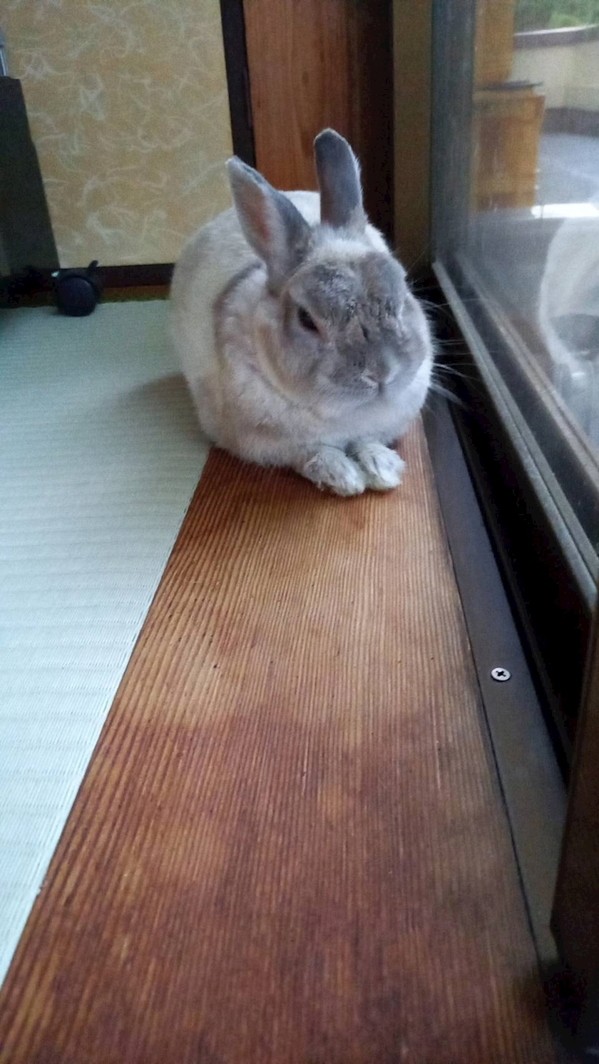 ゆきの