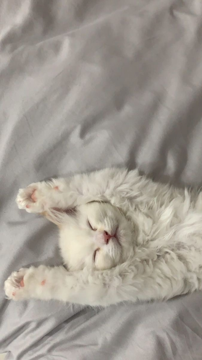 泉 りさ