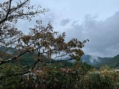 立華 碧