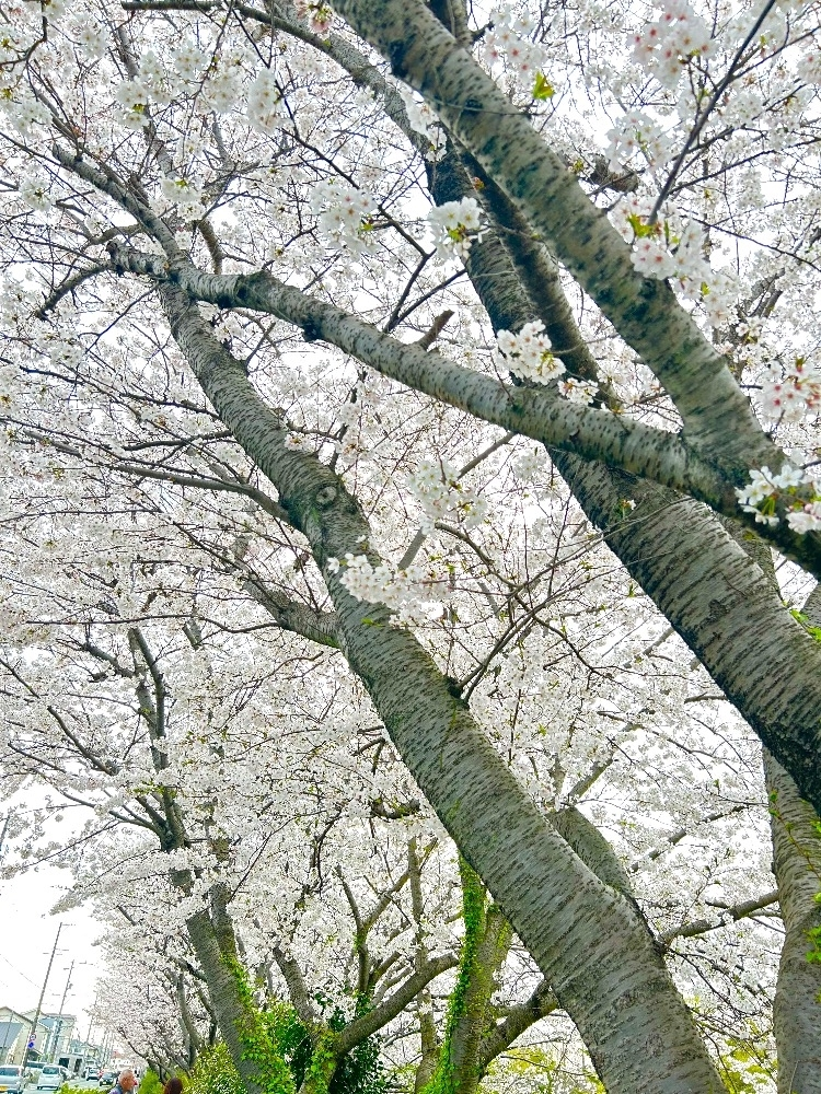 雨音 なな