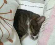 愛羽 仁美