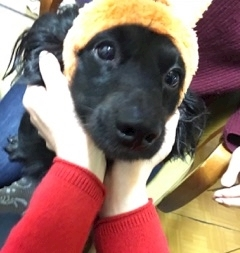 りえ